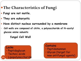 635
The Characteristics of Fungi
 Fungi are not motile.
 They are eukaryotic
 Have distinct nucleus surrounded by a membrane
 Cell walls are composed of chitin, a polysaccharide of N-acetyl
glucose amine subunits
fungal Cell Wall

Lacks
• Peptidoglycan
• Techoic acids
• Lipopolysaccharide
Contains
• Peptidomannan
• Glycan (target for
new antifungal agents)
 