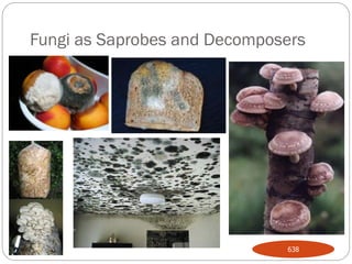 Fungi as Saprobes and Decomposers
638
 