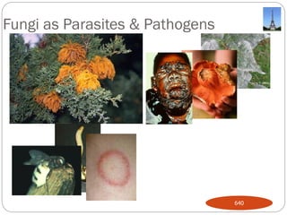 Fungi as Parasites & Pathogens
640
 