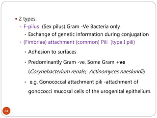 64
 2 types:
 F-pilus (Sex pilus) Gram -Ve Bacteria only
 Exchange of genetic information during conjugation
 (Fimbriae) attachment (common) Pili (type I pili)
 Adhesion to surfaces
 Predominantly Gram -ve, Some Gram +ve
(Corynebacterium renale, Actinomyces naeslundii)
 e.g. Gonococcal attachment pili -attachment of
gonococci mucosal cells of the urogenital epithelium.
 