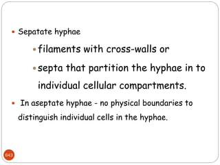 643
 Sepatate hyphae
filaments with cross-walls or
 septa that partition the hyphae in to
individual cellular compartments.
 In aseptate hyphae - no physical boundaries to
distinguish individual cells in the hyphae.
 