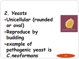 2. Yeasts
Unicellular (rounded
or oval)
Reproduce by
budding
example of
pathogenic yeast is
C.neoformans 644
 