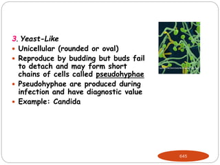 3. Yeast-Like
 Unicellular (rounded or oval)
 Reproduce by budding but buds fail
to detach and may form short
chains of cells called pseudohyphae
 Pseudohyphae are produced during
infection and have diagnostic value
 Example: Candida
645
 