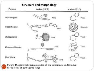 647
Figure Diagrammatic representation of the saprophytic and invasive
tissue forms of pathogenic fungi
Structure and Morphology
 
