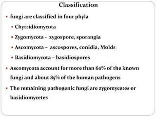 648
 fungi are classified in four phyla
 Chytridiomycota
 Zygomycota - zygospore, sporangia
 Ascomycota – ascospores, conidia, Molds
 Basidiomycota – basidiospores
 Ascomycota account for more than 60% of the known
fungi and about 85% of the human pathogens
 The remaining pathogenic fungi are zygomycetes or
basidiomycetes
Classification
 