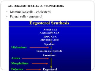 650
ALL EUKARYOTIC CELLS CONTAIN STEROLS
• Mammalian cells – cholesterol
• Fungal cells - ergosterol
 