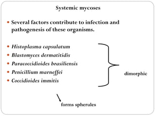 670
 Several factors contribute to infection and
pathogenesis of these organisms.
 Histoplasma capsulatum
 Blastomyces dermatitidis
 Paracoccidioides brasiliensis
 Penicillium marneffei
 Coccidioides immitis
Systemic mycoses
dimorphic
forms spherules
 