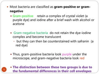 71
 Most bacteria are classified as gram-positive or gram-
negative.
 Gram-positive retain a complex of crystal violet (a
purple dye) and iodine after a brief wash with alcohol or
acetone
 Gram-negative bacteria do not retain the dye-iodine
complex and become translucent
 but they can then be counterstained with safranin (a
red dye)
 Thus, gram-positive bacteria look purple under the
microscope, and gram-negative bacteria look red
 The distinction between these two groups is due to
the fundamental differences in their cell envelopes
 