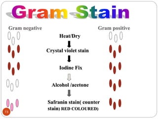 Gram negative Gram positive
Heat/Dry
Crystal violet stain
Iodine Fix
Safranin stain( counter
stain) RED COLOURED)
Alcohol /acetone
73
 
