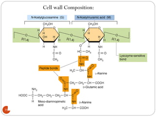 75
Cell wall Composition:
 