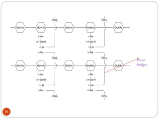 76
Representation of the peptidoglycan lattice formed by cross-linking
Cross
bridges
 