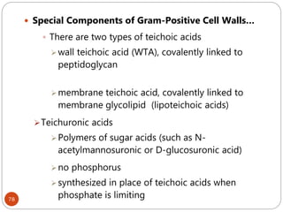 78
 Special Components of Gram-Positive Cell Walls…
 There are two types of teichoic acids
wall teichoic acid (WTA), covalently linked to
peptidoglycan
membrane teichoic acid, covalently linked to
membrane glycolipid (lipoteichoic acids)
Teichuronic acids
Polymers of sugar acids (such as N-
acetylmannosuronic or D-glucosuronic acid)
no phosphorus
synthesized in place of teichoic acids when
phosphate is limiting
 