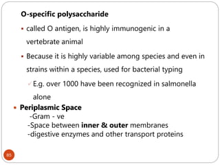85
O-specific polysaccharide
 called O antigen, is highly immunogenic in a
vertebrate animal
 Because it is highly variable among species and even in
strains within a species, used for bacterial typing
E.g. over 1000 have been recognized in salmonella
alone
 Periplasmic Space
-Gram - ve
-Space between inner & outer membranes
-digestive enzymes and other transport proteins
 