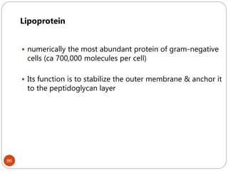 86
Lipoprotein
 numerically the most abundant protein of gram-negative
cells (ca 700,000 molecules per cell)
 Its function is to stabilize the outer membrane & anchor it
to the peptidoglycan layer
 