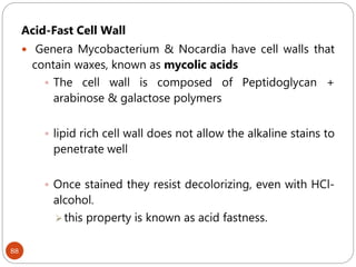 88
Acid-Fast Cell Wall
 Genera Mycobacterium & Nocardia have cell walls that
contain waxes, known as mycolic acids
 The cell wall is composed of Peptidoglycan +
arabinose & galactose polymers
 lipid rich cell wall does not allow the alkaline stains to
penetrate well
 Once stained they resist decolorizing, even with HCl-
alcohol.
this property is known as acid fastness.
Atypical Cell Walls
 