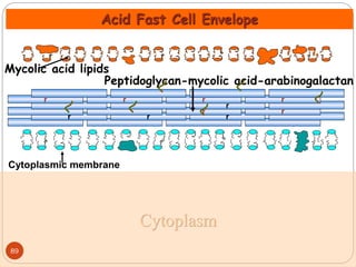r r r
r
r
r
Acid Fast Cell Envelope
Cytoplasm
r
r
r
r
Peptidoglycan-mycolic acid-arabinogalactan
Cytoplasmic membrane
Mycolic acid lipids
89
 