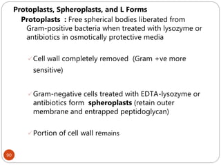 90
Protoplasts, Spheroplasts, and L Forms
Protoplasts : Free spherical bodies liberated from
Gram-positive bacteria when treated with lysozyme or
antibiotics in osmotically protective media
Cell wall completely removed (Gram +ve more
sensitive)
Gram-negative cells treated with EDTA-lysozyme or
antibiotics form spheroplasts (retain outer
membrane and entrapped peptidoglycan)
Portion of cell wall remains
 