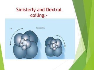 Sinisterly and Dextral
coiling:-
 