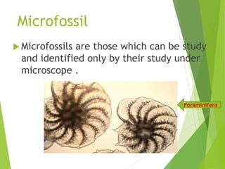 Microfossil
 Microfossils are those which can be study
and identified only by their study under
microscope .
Foraminifera
 