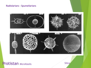 Protistan Microfossils
Radiolarians - Spumellarians
Silica
 