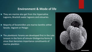 Environment & Mode of life
 They are marine also get from the Hypersaline
Lagoons, Brackish water lagoons and estuaries.
 Majority of foraminifers are marine benthic either
Sessile, Vagrant or Pelagic
 The planktonic forams are developed first in the Late
Jurassic in the form of minute Globigerina forms &
since then becomes importance constituents of
marine plankton
 