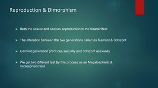 Reproduction & Dimorphism
 Both the sexual and asexual reproduction in the foraminifers
 The alteration between the two generations called as Gamont & Schizont
 Gamont generation produces sexually and Schizont asexually
 We get two different test by this process as an Megalospheric &
microspheric test
 