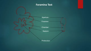 Protoculus
Aperture
Foramen
Chamber
Septum
Foramina Test
 