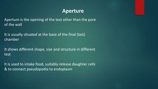 Aperture
Aperture is the opening of the test other than the pore
of the wall
It is usually situated at the base of the final (last)
chamber
It shows different shape, size and structure in different
test
It is used to intake food, suitably release daughter cells
& to connect pseudopodia to endoplasm
 