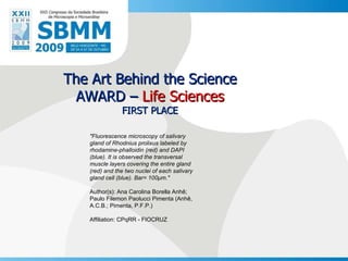The Art Behind the Science AWARD –  Life Sciences FIRST PLACE &quot;Fluorescence microscopy of salivary gland of Rhodnius prolixus labeled by rhodamine-phalloidin (red) and DAPI (blue). It is observed the transversal muscle layers covering the entire gland (red) and the two nuclei of each salivary gland cell (blue). Bar= 100μm.&quot;   Author(s): Ana Carolina Borella Anhê; Paulo Filemon Paolucci Pimenta (Anhê, A.C.B.; Pimenta, P.F.P.) Affiliation: CPqRR - FIOCRUZ 
