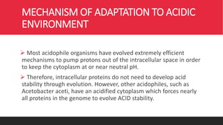 MECHANISM OF ADAPTATION TO ACIDIC
ENVIRONMENT
 Most acidophile organisms have evolved extremely efficient
mechanisms to pump protons out of the intracellular space in order
to keep the cytoplasm at or near neutral pH.
 Therefore, intracellular proteins do not need to develop acid
stability through evolution. However, other acidophiles, such as
Acetobacter aceti, have an acidified cytoplasm which forces nearly
all proteins in the genome to evolve ACID stability.
 