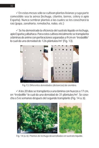 32


      ! En estas mesas sólo se cultivan plantas livianas y cuya parte
comestible sea la aérea (lechuga, cilantro, berros, célery ó apio
España). Nunca sembrar plantas a las cuales se les cosechará la
raíz (papa, zanahoria, remolacha, nabo, etc.)

     ! Se ha demostrado la eficiencia del sustrato líquido en lechuga,
apio España y albahaca. Para estos cultivos inicialmente se transplanta
a láminas de anime con perforaciones separadas a 9 cm en “tresbolillo”
lo cual da una densidad de 126 plántulas/m2 (Fig. 13).




           Fig.13. Diferentes densidades (distancias) de siembra.

     ! A los 20 días se transplanta a una lámina con huecos a 17 cm,
en “tresbolillo” lo cual da una densidad de 31 plántulas/m2. Se cose-
cha a 5-6 semanas después del segundo transplante (Fig. 14 a, b).




                                          (a)                       (b)

     Fig. 14 (a, b). Plantas de lechuga desarrolladas en sustrato líquido.
 