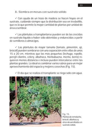 33


    8.- Siembra en mesas con sustrato sólido

     ! Con ayuda de un trozo de madera se hacen hoyos en el
sustrato, cuidando siempre que la distribución sea en tresbolillo,
que es la que permite la mayor cantidad de plantas por unidad de
área a sembrar.

     ! Las plántulas a transplantarse pueden ser de las crecidas
en sustrato líquido o haber sido obtenidas y endurecidas a partir
de semilleros ó almácigos.

     ! Las plántulas de mayor tamaño (tomate, pimentón, ají,
brócoli) pueden sembrarse con una separación entre ellas de unos
15 a 20 cm, mientras que las más pequeñas (lechuga, repollo,
perejil cilantro, célery, albahaca, hierbabuena, menta, berro) re-
quieren menos distancia e incluso pueden intercalarse entre las
plantas grandes. Lo ideal es combinar varios rubros para un mejor
aprovechamiento del espacio y mejores cosechas (Fig. 15).

    ! El día que se realiza el transplante se riega solo con agua.




                                               Fig. 15.
                                               Plantas de remolacha,
                                               brócoli, albahaca y
                                               otras desarrolladas en
                                               sustrato sólido.
 