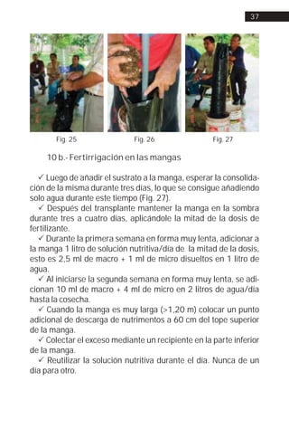 37




       Fig. 25                Fig. 26                Fig. 27

    10 b.- Fertirrigación en las mangas

   ! Luego de añadir el sustrato a la manga, esperar la consolida-
ción de la misma durante tres días, lo que se consigue añadiendo
solo agua durante este tiempo (Fig. 27).
   ! Después del transplante mantener la manga en la sombra
durante tres a cuatro días, aplicándole la mitad de la dosis de
fertilizante.
   ! Durante la primera semana en forma muy lenta, adicionar a
la manga 1 litro de solución nutritiva/día de la mitad de la dosis,
esto es 2,5 ml de macro + 1 ml de micro disueltos en 1 litro de
agua.
   ! Al iniciarse la segunda semana en forma muy lenta, se adi-
cionan 10 ml de macro + 4 ml de micro en 2 litros de agua/día
hasta la cosecha.
   ! Cuando la manga es muy larga (>1,20 m) colocar un punto
adicional de descarga de nutrimentos a 60 cm del tope superior
de la manga.
   ! Colectar el exceso mediante un recipiente en la parte inferior
de la manga.
   ! Reutilizar la solución nutritiva durante el día. Nunca de un
día para otro.
 