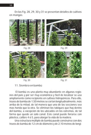 38


    En las Fig. 28, 29, 30 y 31 se presentan detalles de cultivos
en mangas.




            Fig. 28                           Fig. 29




            Fig. 30                           Fig. 31

     11. Siembra en bambú

      El bambú es una planta muy abundante en algunas regio-
nes del país y por ser muy económica y fácil de localizar se usa
ampliamente como recipiente en cultivos hidropónicos. Para ello,
trozos de bambú de 1,50 metros se cortan longitudinalmente, más
arriba de la mitad, de tal manera que una de las secciones sea
mas honda que la otra. Se eliminan los tabiques que hay dentro
del bambú, a excepción de los ubicados en los extremos, de tal
forma que quede un solo canal. Este canal puede forrarse con
plástico, calibre 4 ó 5, para alargar la vida de la madera.
     Una estructura múltiple de bambú puede construirse con dos
trozos de bambú de 12 cm de diámetro y de 2,10 metros de longi-
 