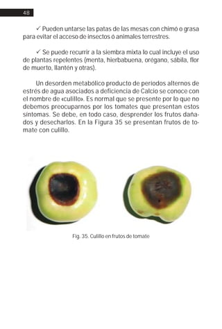 48


    ! Pueden untarse las patas de las mesas con chimó o grasa
para evitar el acceso de insectos ó animales terrestres.

     ! Se puede recurrir a la siembra mixta lo cual incluye el uso
de plantas repelentes (menta, hierbabuena, orégano, sábila, flor
de muerto, llantén y otras).

     Un desorden metabólico producto de períodos alternos de
estrés de agua asociados a deficiencia de Calcio se conoce con
el nombre de «culillo». Es normal que se presente por lo que no
debemos preocuparnos por los tomates que presentan estos
síntomas. Se debe, en todo caso, desprender los frutos daña-
dos y desecharlos. En la Figura 35 se presentan frutos de to-
mate con culillo.




                  Fig. 35. Culillo en frutos de tomate
 
