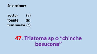 Seleccione:
vector (a)
fomite (b)
transmisor (c)
47. Triatoma sp o “chinche
besucona”
 
