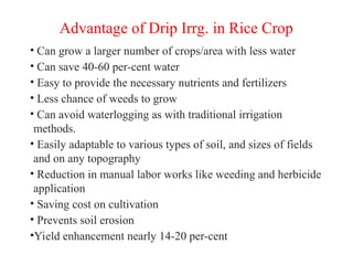 Advantage of Drip Irrg. in Rice Crop
• Can grow a larger number of crops/area with less water
• Can save 40-60 per-cent water
• Easy to provide the necessary nutrients and fertilizers
• Less chance of weeds to grow
• Can avoid waterlogging as with traditional irrigation
methods.
• Easily adaptable to various types of soil, and sizes of fields
and on any topography
• Reduction in manual labor works like weeding and herbicide
application
• Saving cost on cultivation
• Prevents soil erosion
•Yield enhancement nearly 14-20 per-cent
 