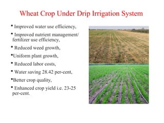 Wheat Crop Under Drip Irrigation System
 Improved water use efficiency,
 Improved nutrient management/
fertilizer use efficiency,
 Reduced weed growth,
Uniform plant growth,
 Reduced labor costs,
 Water saving 28.42 per-cent,
Better crop quality,
 Enhanced crop yield i.e. 23-25
per-cent.
 