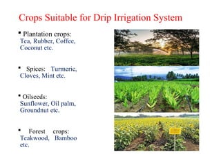 Crops Suitable for Drip Irrigation System
 Plantation crops:
Tea, Rubber, Coffee,
Coconut etc.
 Spices: Turmeric,
Cloves, Mint etc.
 Oilseeds:
Sunflower, Oil palm,
Groundnut etc.
 Forest crops:
Teakwood, Bamboo
etc.
 