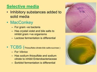 Selective media
• Inhibitory substances added to
solid media
• MacConkey
– For gram -ve bacteria
– Has crystal violet and bile salts to
inhibit gram +ve organisms
– Lactose fermentation is differential
• TCBS (Thiosulfate-citrate-bile salts-sucrose )
– For Vibrios
– Has sodium thiosulfate and sodium
citrate to inhibit Enterobacteriaceae
– Sorbitol fermentation is differential
 