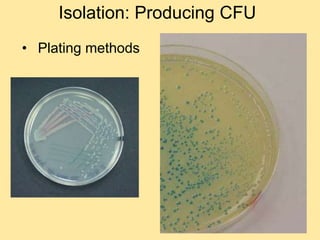 Isolation: Producing CFU
• Plating methods
 
