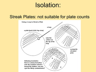 Isolation:
Streak Plates: not suitable for plate counts
 