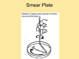 Smear Plate
Rotation of glass wand spread microbes
across entire plate
 