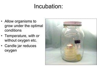 Incubation:
• Allow organisms to
grow under the optimal
conditions
• Temperature, with or
without oxygen etc.
• Candle jar reduces
oxygen
 