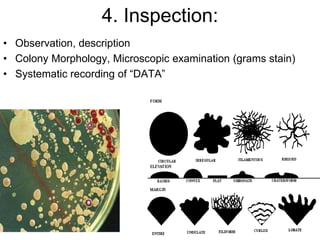 4. Inspection:
• Observation, description
• Colony Morphology, Microscopic examination (grams stain)
• Systematic recording of “DATA”
 