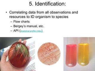 5. Identification:
• Correlating data from all observations and
resources to ID organism to species
– Flow charts
– Bergey’s manual, etc.
– API (Analytical profile index)
 