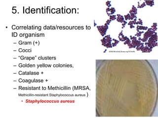 5. Identification:
• Correlating data/resources to
ID organism
– Gram (+)
– Cocci
– “Grape” clusters
– Golden yellow colonies,
– Catalase +
– Coagulase +
– Resistant to Methicillin (MRSA,
Methicillin-resistant Staphylococcus aureus )
• Staphylococcus aureus
 