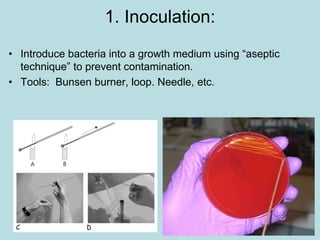 1. Inoculation:
• Introduce bacteria into a growth medium using “aseptic
technique” to prevent contamination.
• Tools: Bunsen burner, loop. Needle, etc.
 