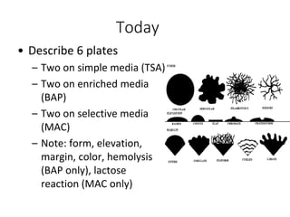 Today
• Describe 6 plates
– Two on simple media (TSA)
– Two on enriched media
(BAP)
– Two on selective media
(MAC)
– Note: form, elevation,
margin, color, hemolysis
(BAP only), lactose
reaction (MAC only)
 