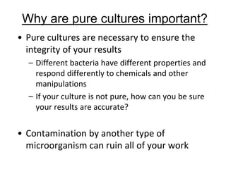 • Pure cultures are necessary to ensure the
integrity of your results
– Different bacteria have different properties and
respond differently to chemicals and other
manipulations
– If your culture is not pure, how can you be sure
your results are accurate?
• Contamination by another type of
microorganism can ruin all of your work
Why are pure cultures important?
 